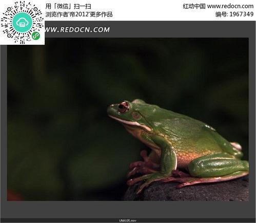 國產(chǎn)青蛙在線視頻觀看,在線視頻觀看熱潮席卷而來