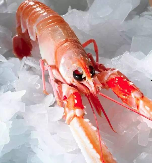 國(guó)產(chǎn)海鰲蝦捕撈視頻,海洋豐收的生動(dòng)寫照